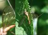 Tipula fascipennis